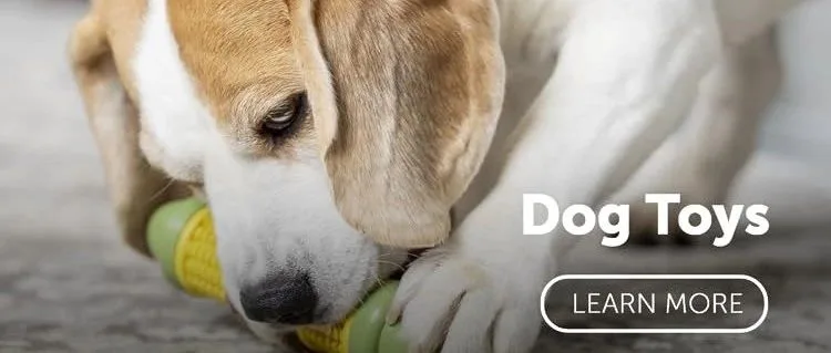 多年亚马逊BS榜第一！宠物大卖一月卖出7万件