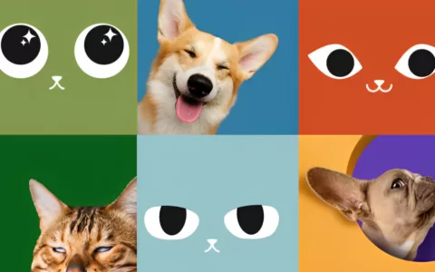 新锐宠物品牌出海东南亚，第一年做到泰国10万+用户订单量、猫窝单品TOP1丨对话创始人