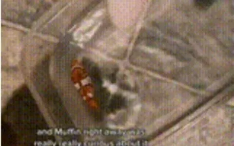 单话题破千亿曝光！TikTok上的小萌物撬动大商机？