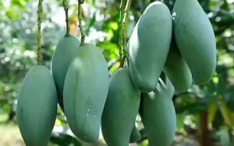 从海外婚礼定制专家到芒果电商：一位85后北京CEO的转型之路