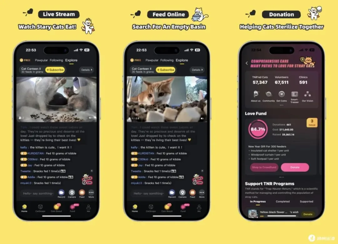 登上泰国社交榜Top1，中国团队专为流浪猫设计的App，何以打动海外爱猫人士？